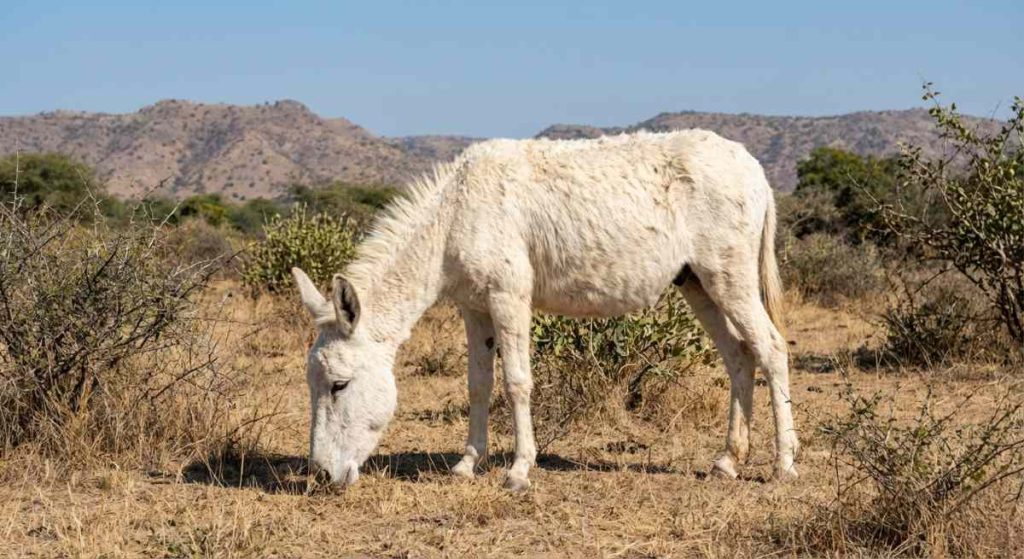 Halari Donkey